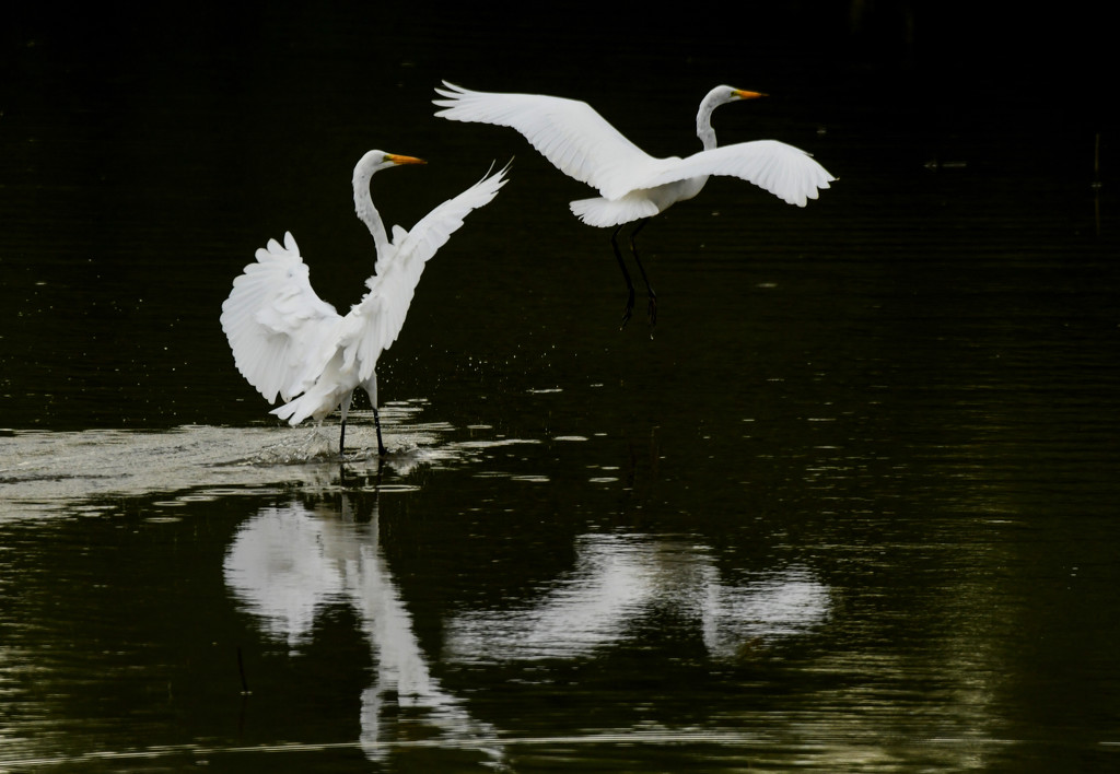Dancing with the Egrets by kareenking