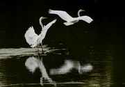 8th Aug 2020 - Dancing with the Egrets