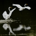 Dancing with the Egrets by kareenking
