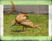 15th Sep 2020 - Egyptian Geese 