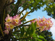 13th Sep 2020 - another tree orchid