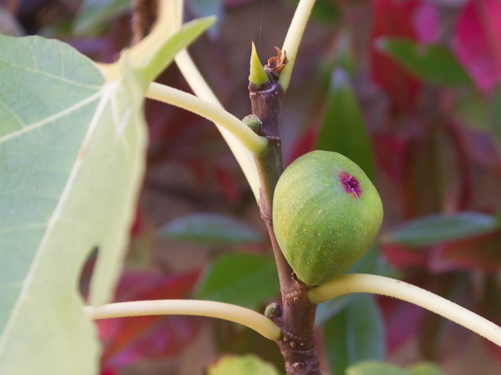 Fig just hanging on by jon_lip