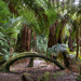 Cool-temperature rainforest by gosia