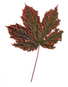 16th Sep 2020 - Maple Leaf
