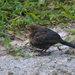 Young Blackbird by arkensiel