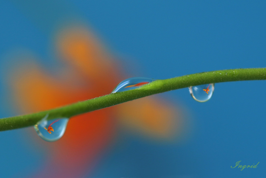 Peacock flower in droplets by ingrid01
