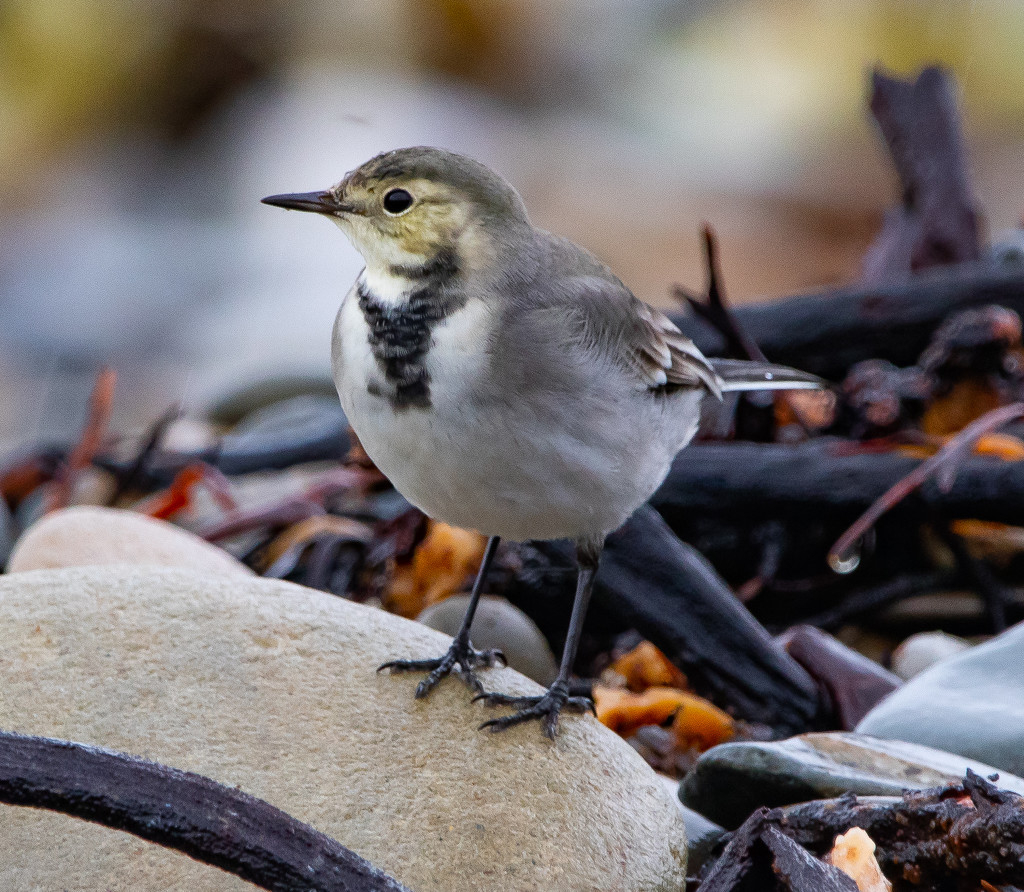 Wagtail Day by lifeat60degrees