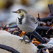 Wagtail Day by lifeat60degrees