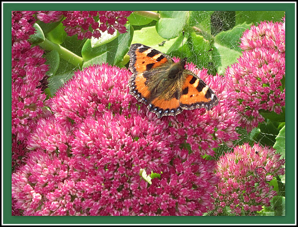 Pink Sedum and butterfly by grace55