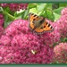 Pink Sedum and butterfly by grace55