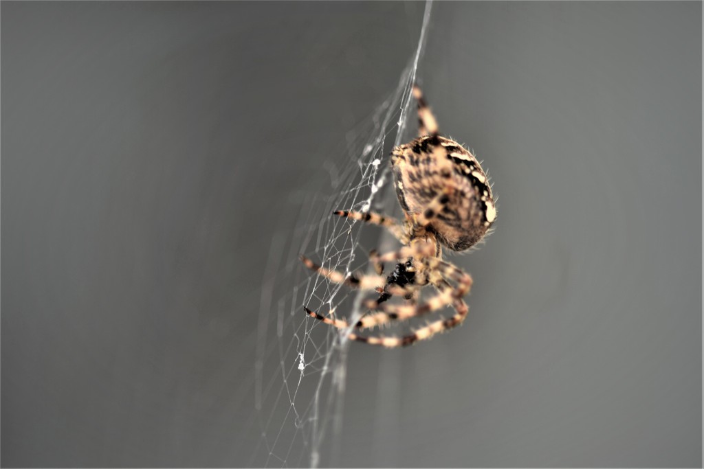 spider and web by christophercox