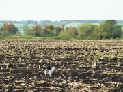 15th Sep 2020 - Spaniel in the stubble