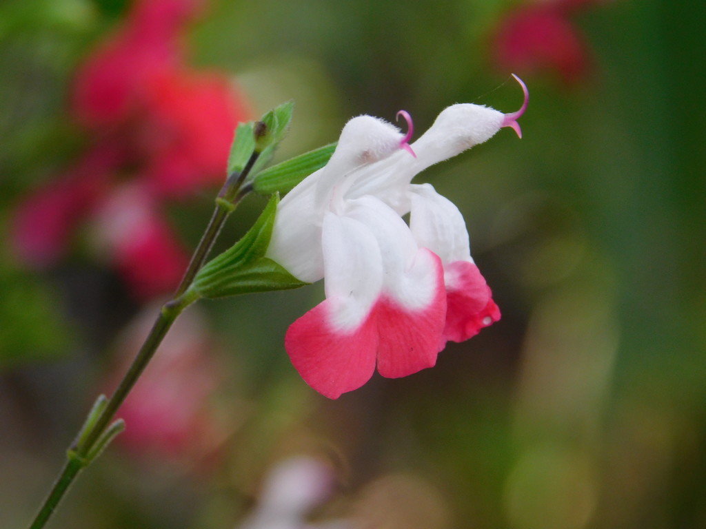 Bought this lovely plant for the garden, such delicate flowers. It's a Salvia Hot Lips by 365anne