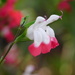 Bought this lovely plant for the garden, such delicate flowers. It's a Salvia Hot Lips by 365anne