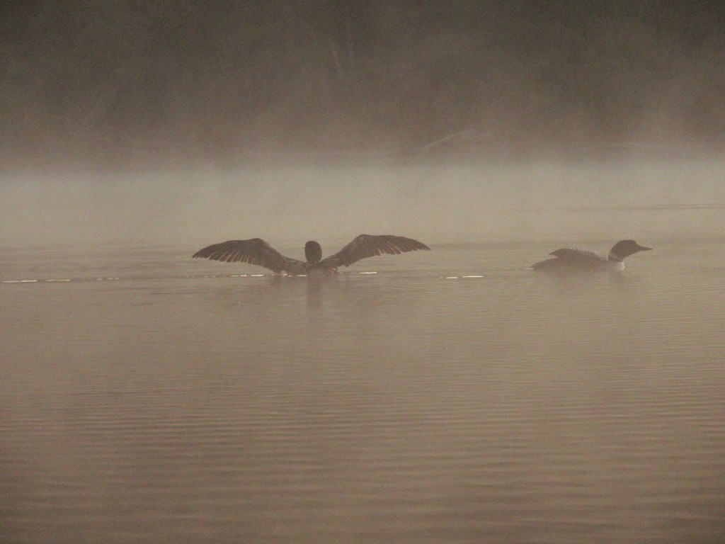 Loons in Fog by radiogirl