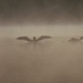 Loons in Fog by radiogirl