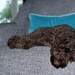 Sleeping dog by lisasavill