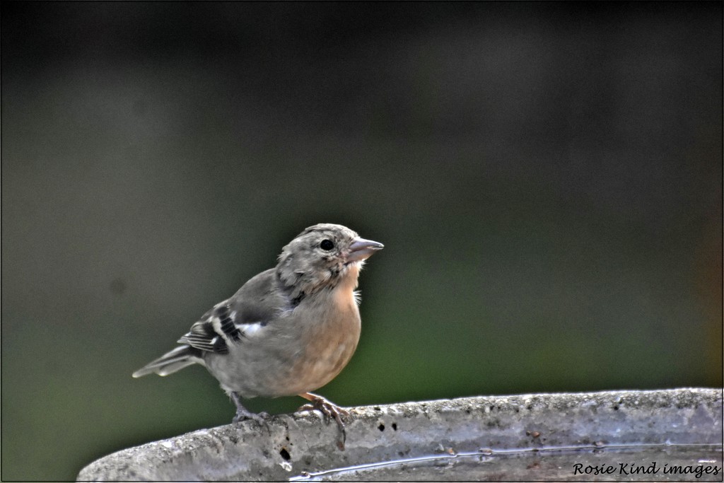 Young chaffinch by rosiekind