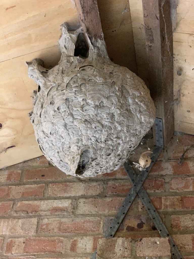 Wasps Nest by mattjcuk