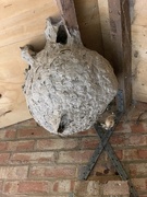 9th Sep 2020 - Wasps Nest