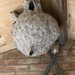 Wasps Nest by mattjcuk