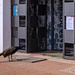 Undecided Peacock by fotoblah