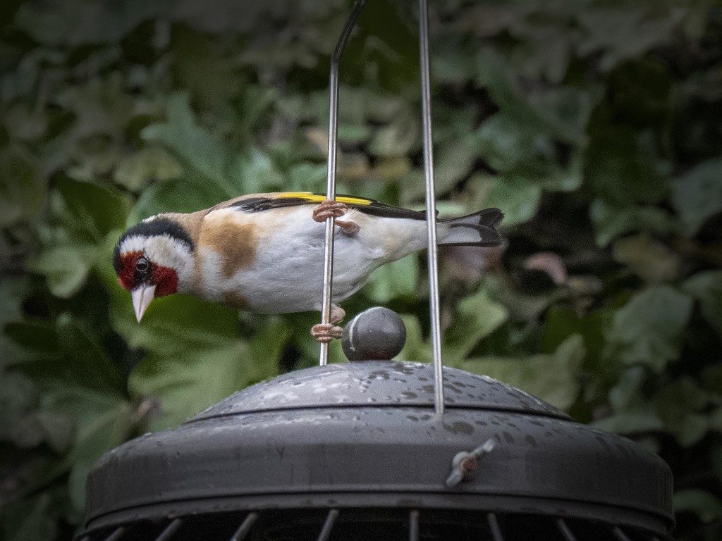 Goldfinch checks out the seed Situation by gamelee
