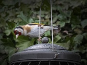 15th Sep 2020 - Goldfinch checks out the seed Situation