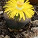 Flowering Cactus by bill_gk