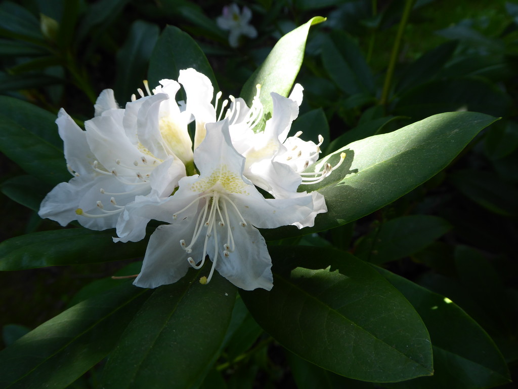 Rhododendron by snowy