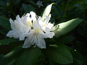 15th Sep 2020 - Rhododendron