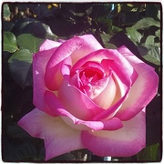 16th Sep 2020 - A Beautiful Rose ~     