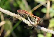 14th Sep 2020 - Common darters mating