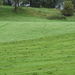 dew tracks cut grass by anniesue