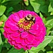 A Typical Bee on Flower Shot by olivetreeann