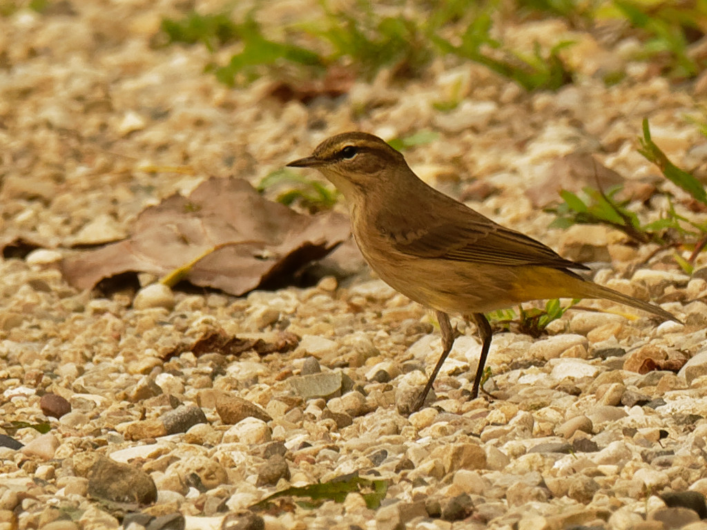 palm warbler by rminer