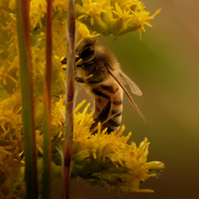 14th Sep 2020 - western honey bee 