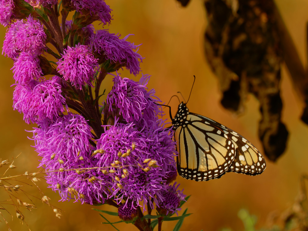 blazing star with monarch butterfly by rminer