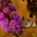 blazing star with monarch butterfly by rminer