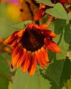 15th Sep 2020 - sunflower 