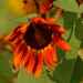 sunflower  by rminer