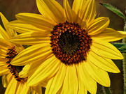 15th Sep 2020 - common sunflower
