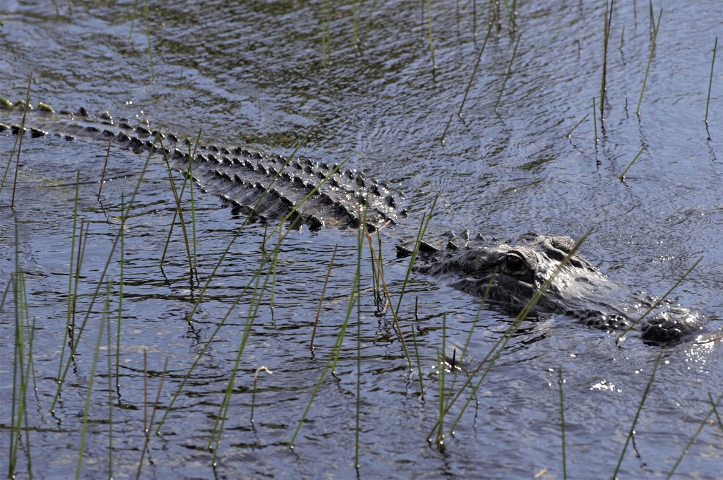 American Alligator in the Everglades by chejja