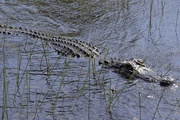 15th Sep 2020 - American Alligator in the Everglades