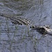American Alligator in the Everglades by chejja