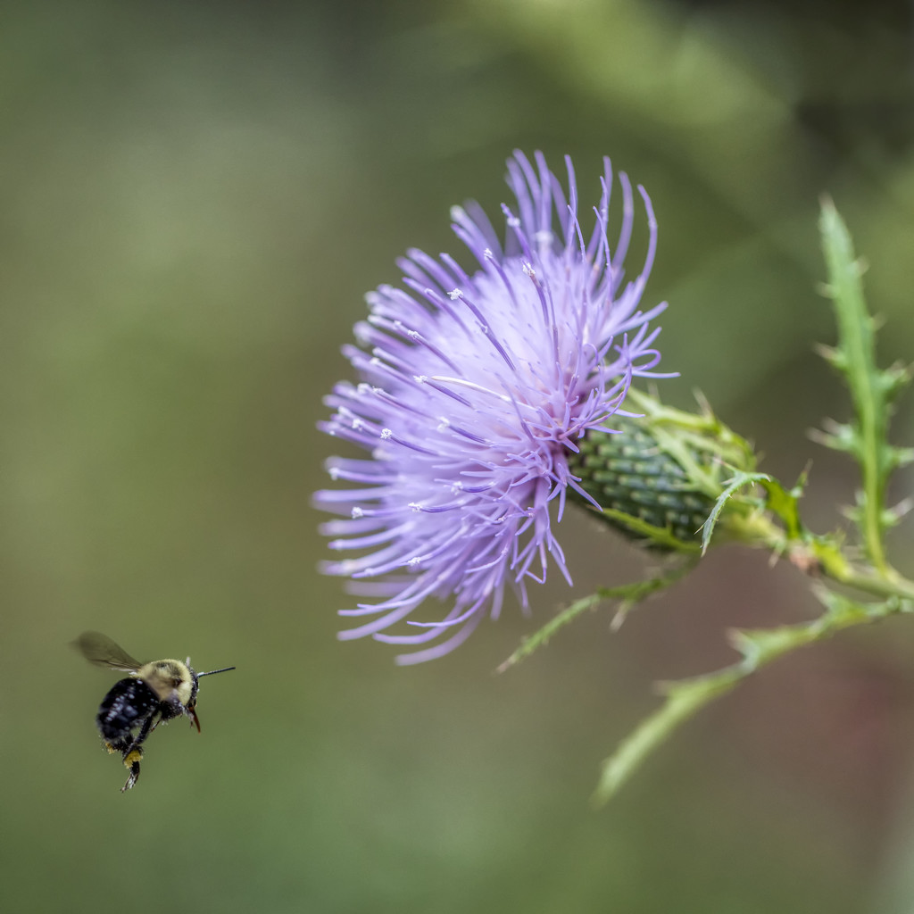 Bee & Thistle by kvphoto