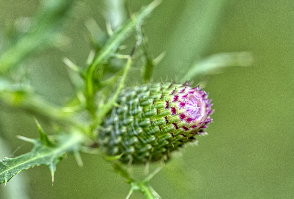 Thistle Bud by k9photo
