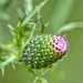 Thistle Bud by k9photo