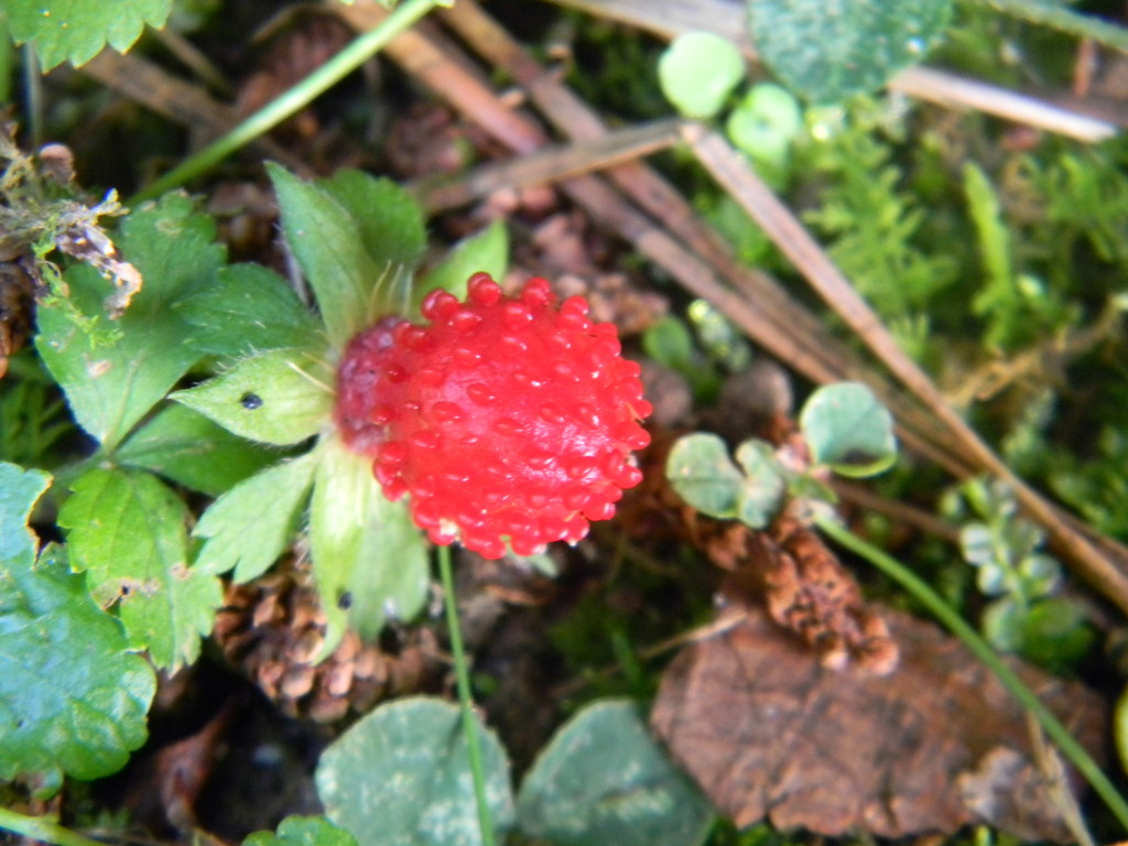 Mock Strawberry  by sfeldphotos