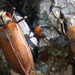 Cedar Beetles by larrysphotos